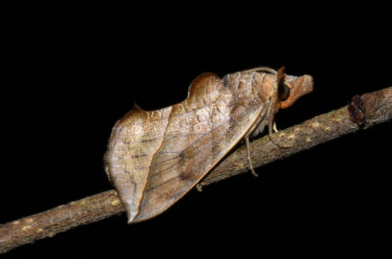 Calyptra thalictri